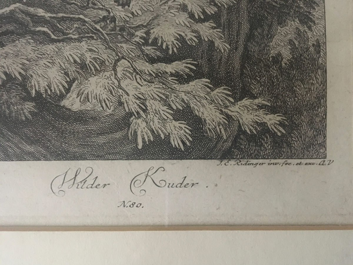 Wilder Kuder - Johann Elias Ridinger (1698 - 1767) - Kupferstich aus dem 18. Jahrhundert